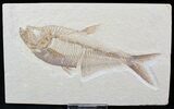 Detailed Diplomystus Fish Fossil From Wyoming #21917-1